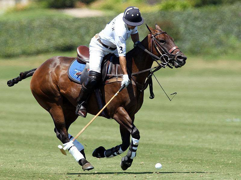 Polo Life Book by Adam Snow Polo Life Hardcover Book - Saratoga Saddlery & International Boutiques