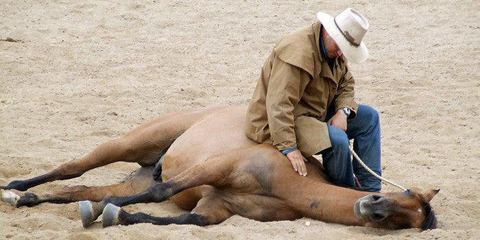 Guy McLean Ground Work - Saratoga Saddlery & International Boutiques